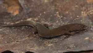 Gecko species discovered in Venezuela