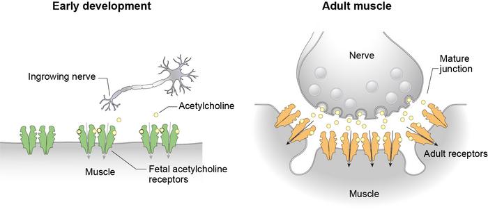 Early and adult muscle receptor development