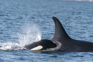 Orca with calf