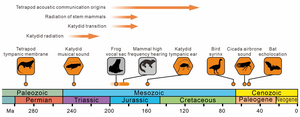 The origins of some key acoustic evolutionary events according to the fossil evidence