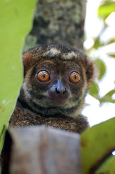 Lemur