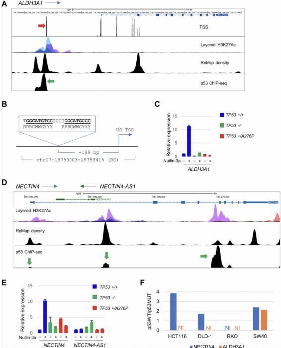 Robust p53 phenotypes and prospective downstream targets in telomerase-immortalized human cells