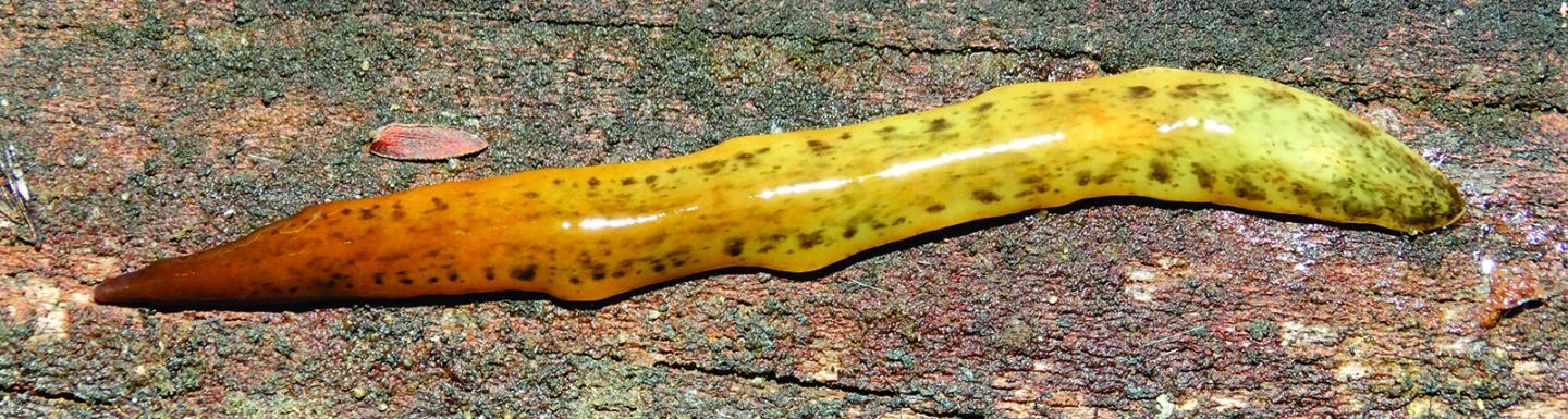 One of the New Flatworm Species Showing a Bright Yellow Color