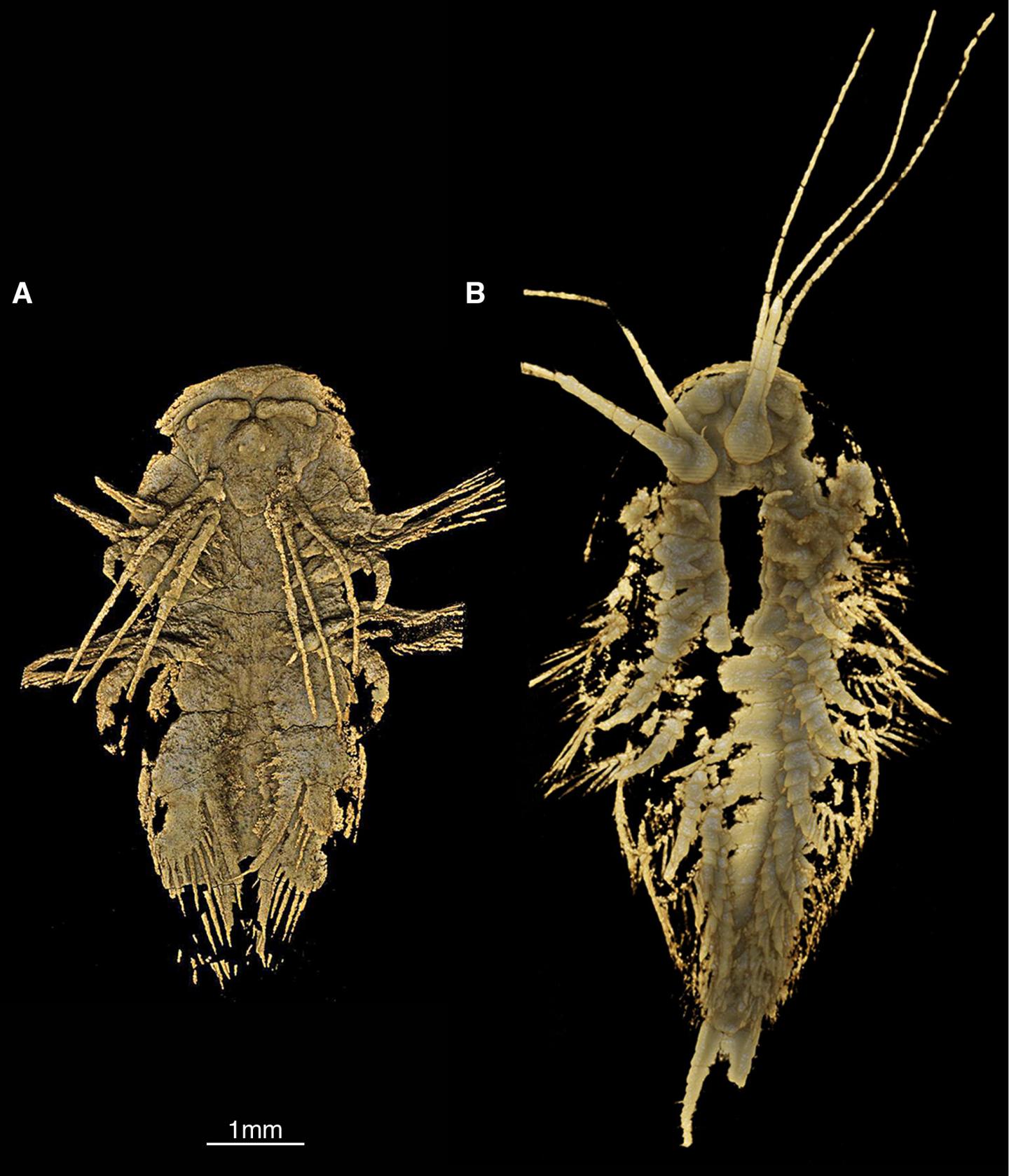 Tomographic models of Leanchoilia illecbrosa juveniles from the Cambrian (Stage 3) Chengjiang biota of South China