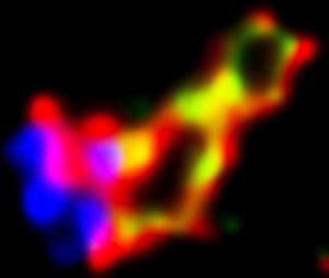 CRISPR Edits Homothorax Gene