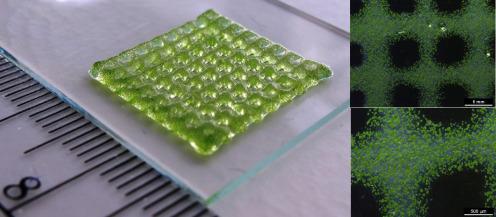 3D Bioprint in Hydrogel