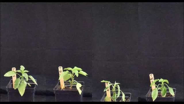 Glyphosate-Resistant Palmer Amaranth Plants -- Roller Application