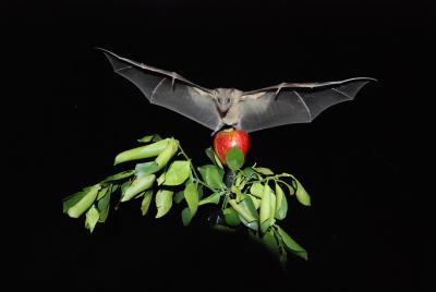 A Bat in Dr. Ulanovsky's Lab