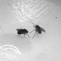 Lunging Stance in Drosophila (2 of 2)