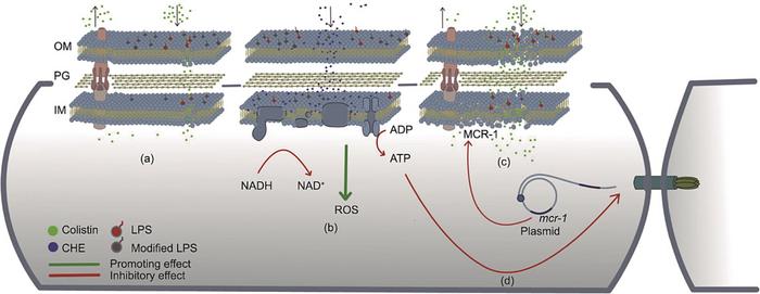 Mechanisms of the dual effect of CHE in potentiating colistin efficacy and inhibiting the conjugative transfer of mcr-1-carrying IncI2 plasmids.