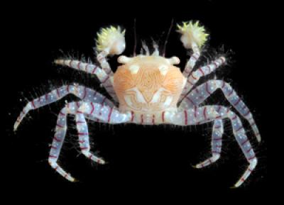 Hawaiian Pom-Pom Crab