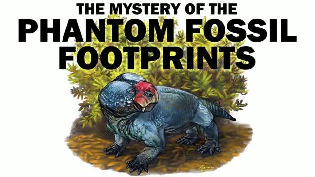 Mystery of the Fossil Footprints