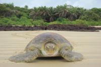 Green Turtle