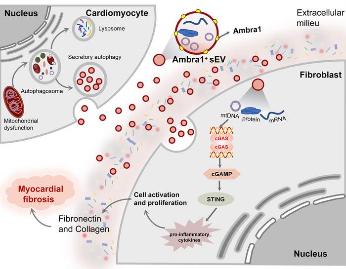 Ambra1+ Myo-sEVsI/R enriched with mitochondrial components mediates ischemic cardiac fibrosis in a cGAS/STING dependent manner： a new communication medium between cardiomyocytes and fibroblasts