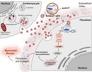 Ambra1+ Myo-sEVsI/R enriched with mitochondrial components mediates ischemic cardiac fibrosis in a cGAS/STING dependent manner： a new communication medium between cardiomyocytes and fibroblasts