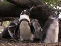 African Penguin and Chicks