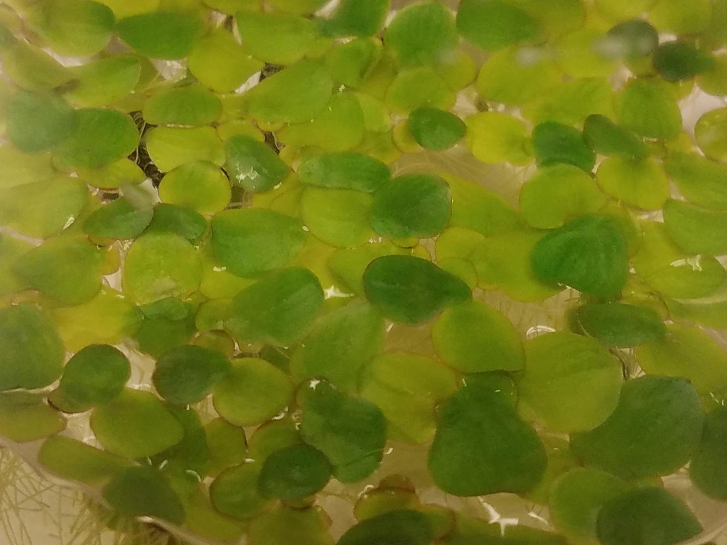 Duckweed