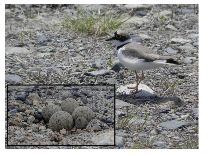 Little Ringed Plover