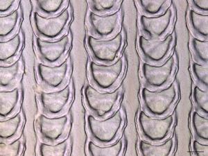 Scales in Rows at a Certain Distance