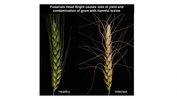 <em>Fusarium</em> Head Blight