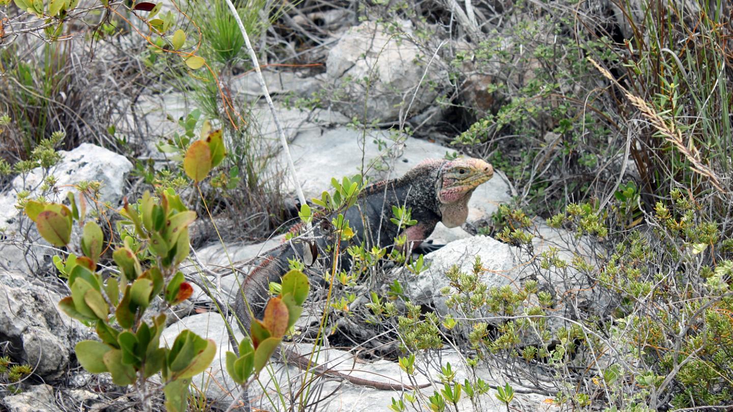 Bahama Iguana