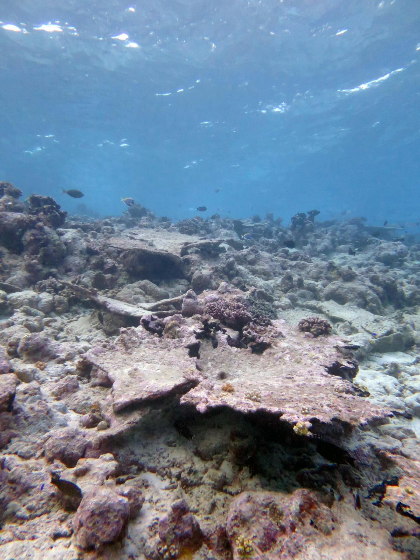 Section of Reef