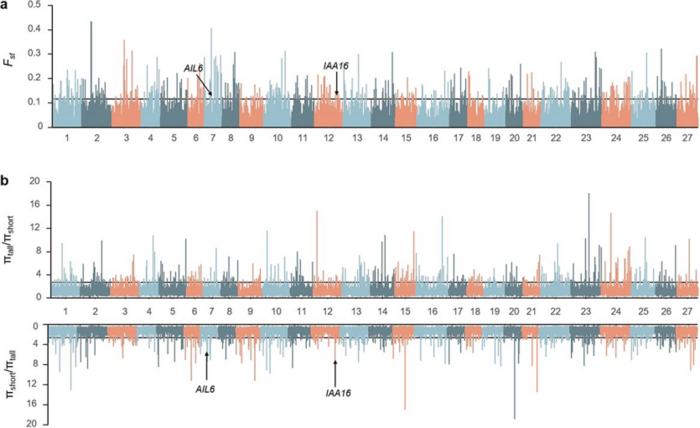 Genome-wide selective sweep analysis by comparing the tall and short groups.