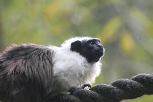 Pied tamarin1