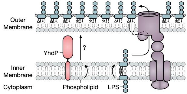 Disarming E. coli