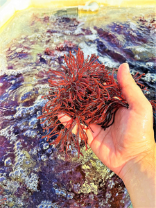 Enhanced seaweed, cultivated using the novel research method.