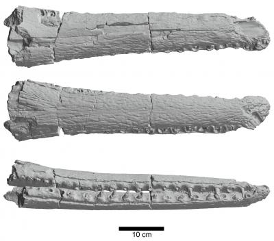 SMU Terminonaris 3-D Scans