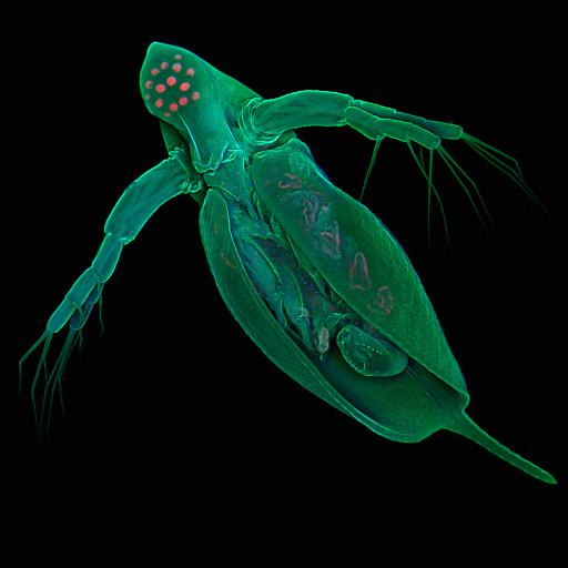 The Common Water Flea, Daphnia Pulex
