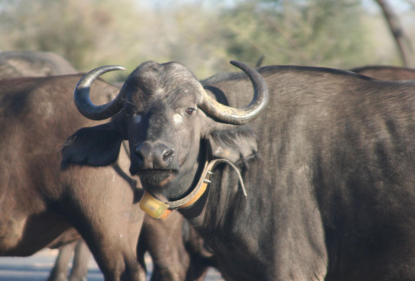 Treating Buffalo for One Infection Helps Spread Another (3 of 5)