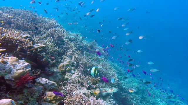Coral Diversity Over Depth