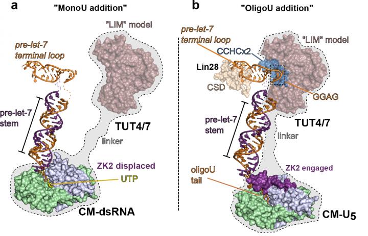 How a Key Development Regulator Is Regulated