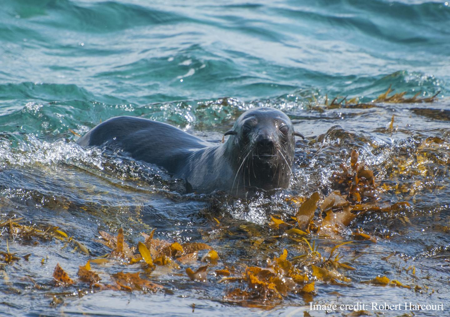 New Zealand Fur Seal