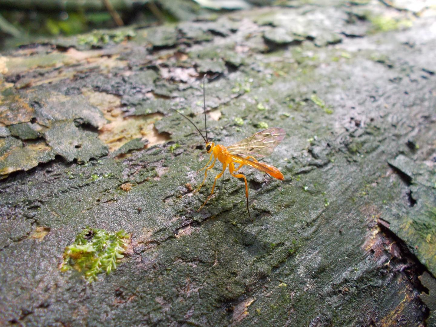Epirhyssa ghesquierei rhyssine Wasp Male