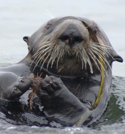 Sea Otter with Crab