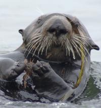 Sea Otter with Crab