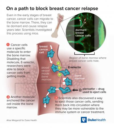On a Path to Block Breast Cancer Relapse