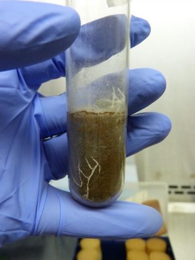 Fungus Sample in Model Soil