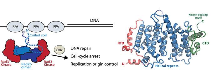 Model for Monitoring and Repairing Damaged DNA