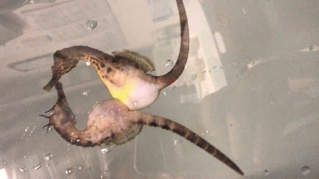 Potbelly Seahorses Mating