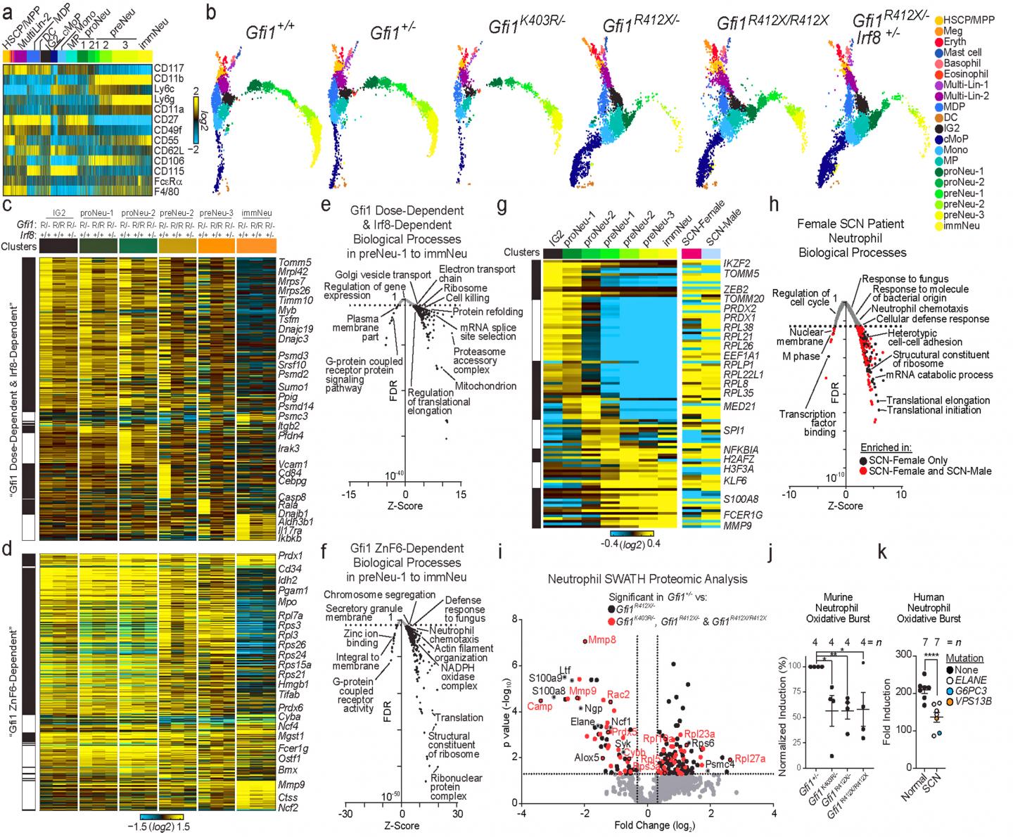 Finding the Genetic Ripple Effect