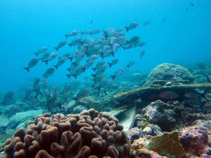 Paddle tail snapper rising into the water column from a coral reef in the Indian Ocean