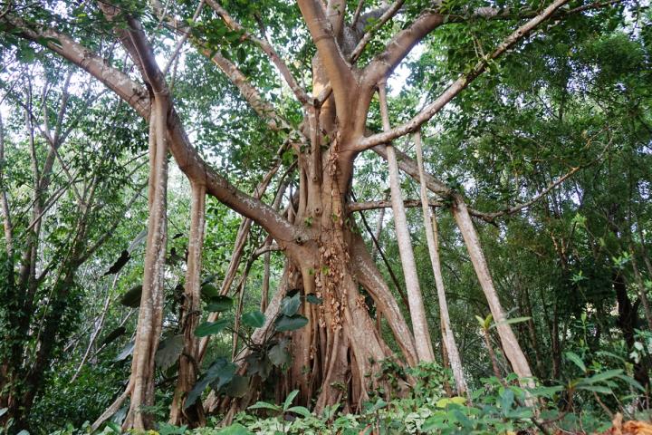 Strangler Fig