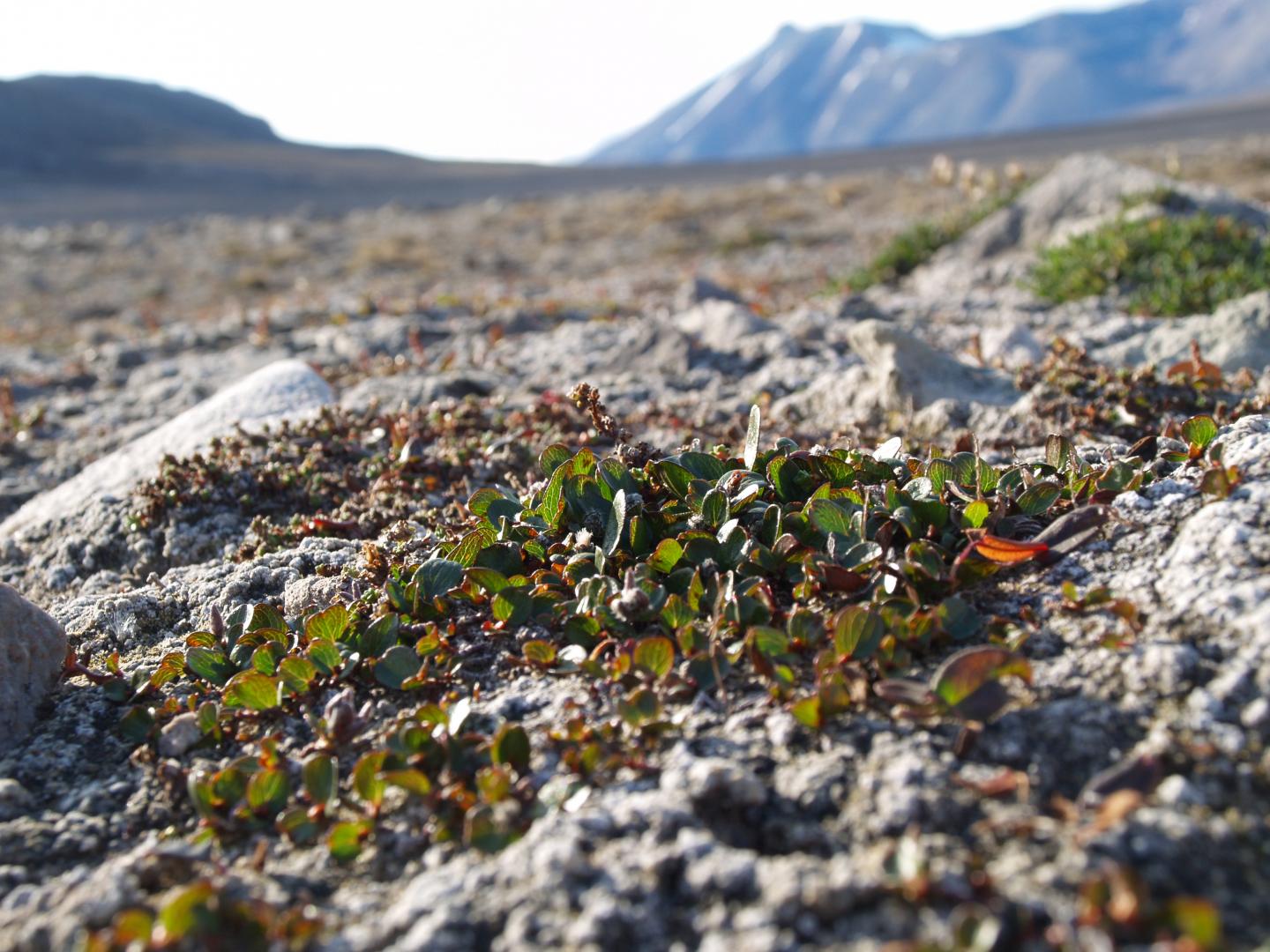 Salix polaris dwarf shrub from central Spitsbergen