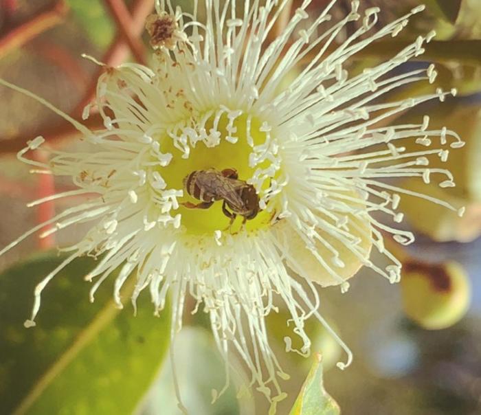 A native bee visiting a Marri tree in WA’s South West (credit Kit Prendergast).