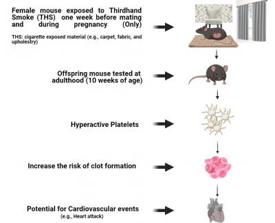 Effects observed from thirdhand smoke exposure