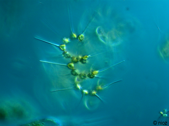 Asterionellopsis glacialis